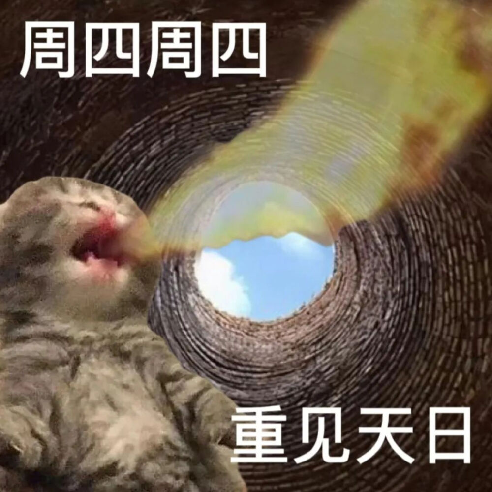 猫猫表情包
一周