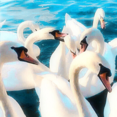 ✪ 姜涩琪｜❥ (">Δ<“Ð