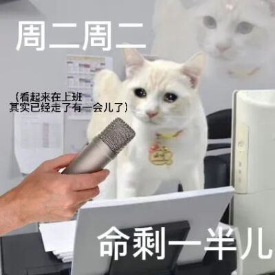 猫猫表情包
一周