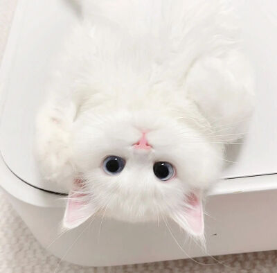 小猫咪