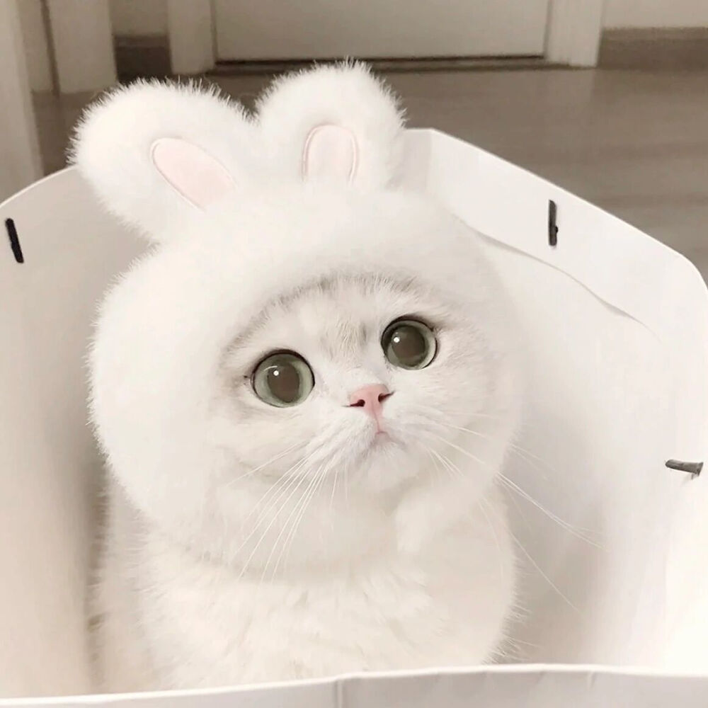 小猫咪