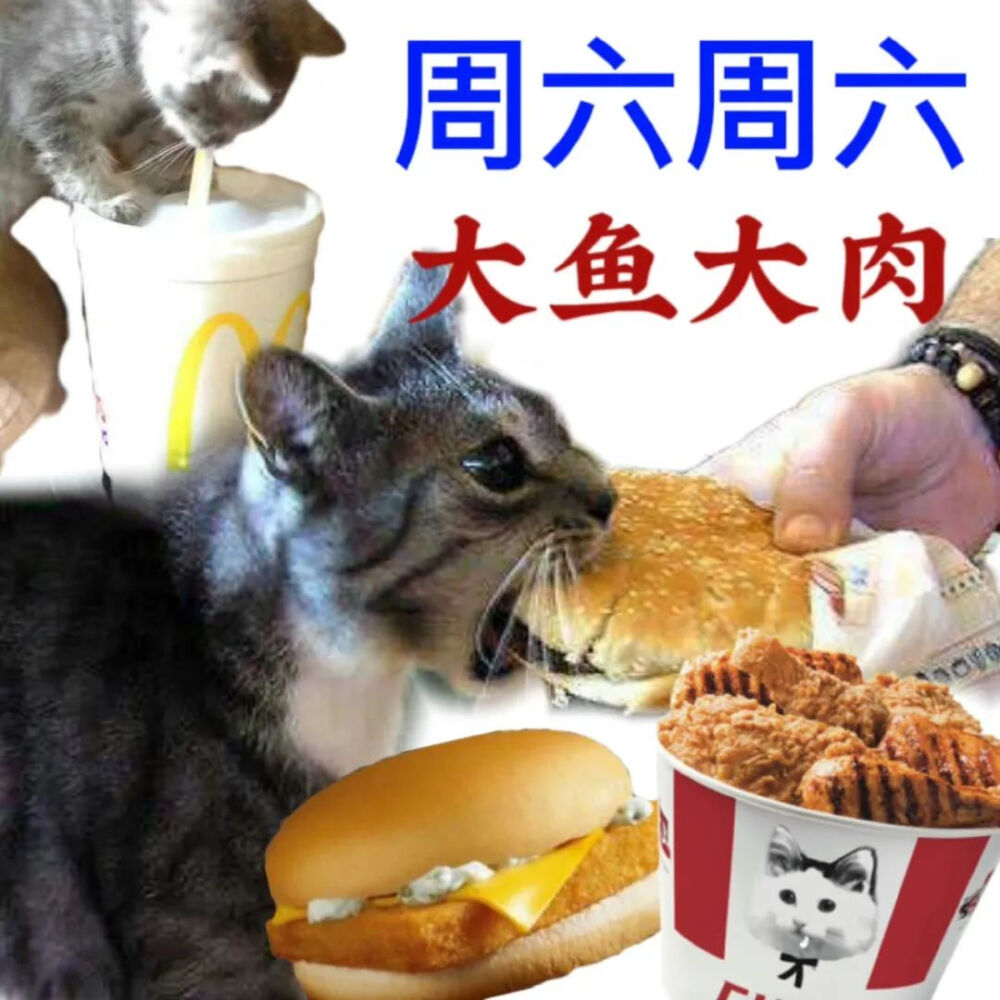 猫猫表情包
一周