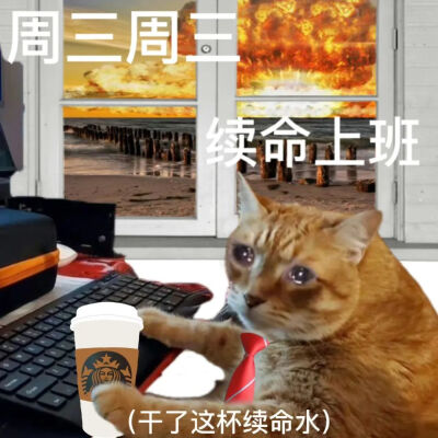 猫猫表情包
一周