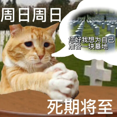 猫猫表情包
一周