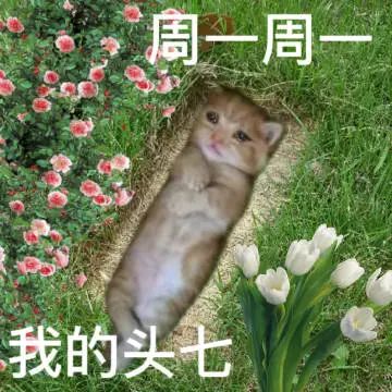 猫猫表情包
一周