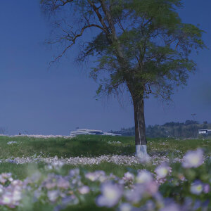 花朵｜蓝色系壁纸