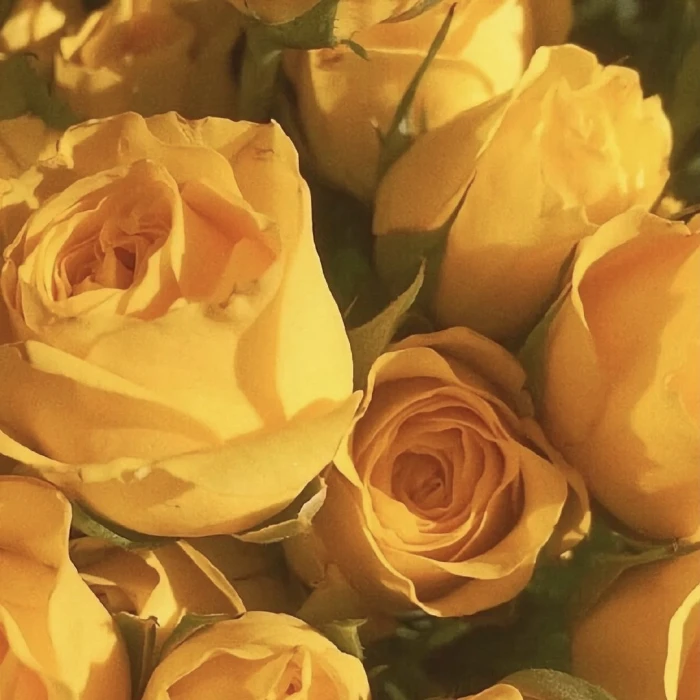 鞠婧祎套图可二改 注沈沅歆