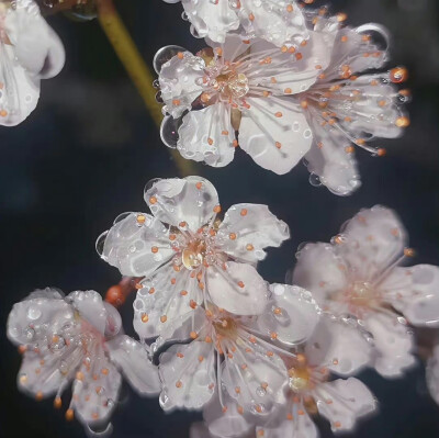 白色花朵