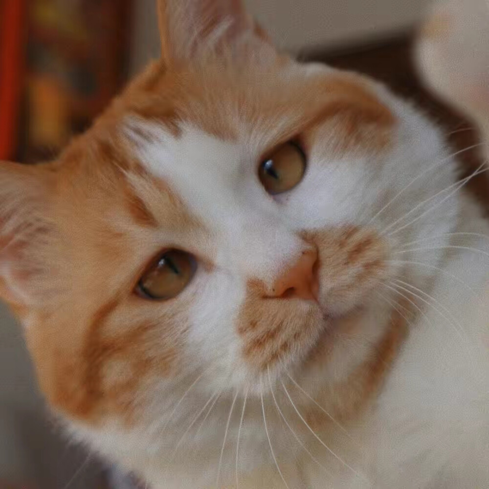 对眼小猫咪菊豆