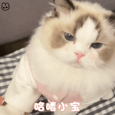 猫猫表情