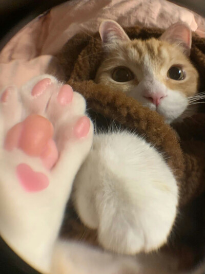 开门 系猫猫我呀～
#可爱头像#