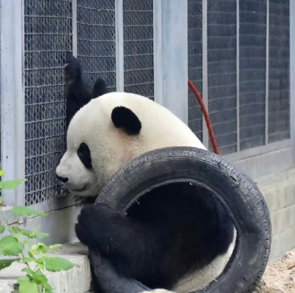 大熊猫 么么儿 萌兰 北动三太子