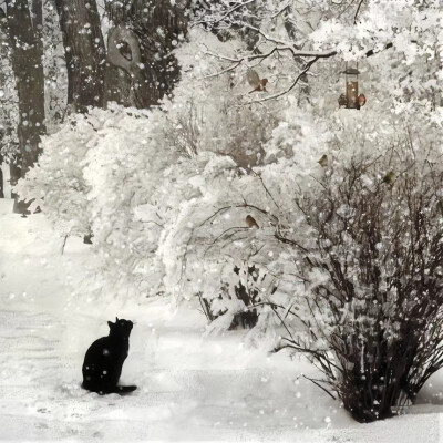 雪