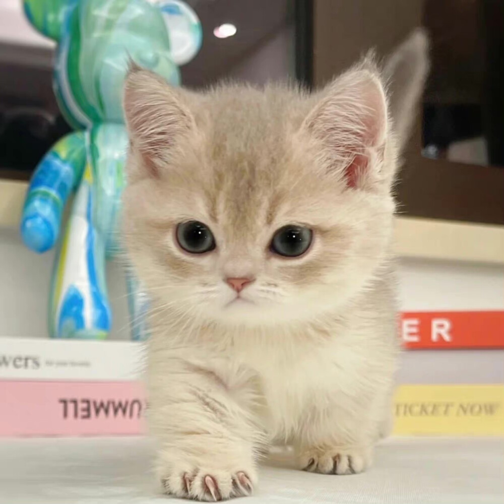 猫猫