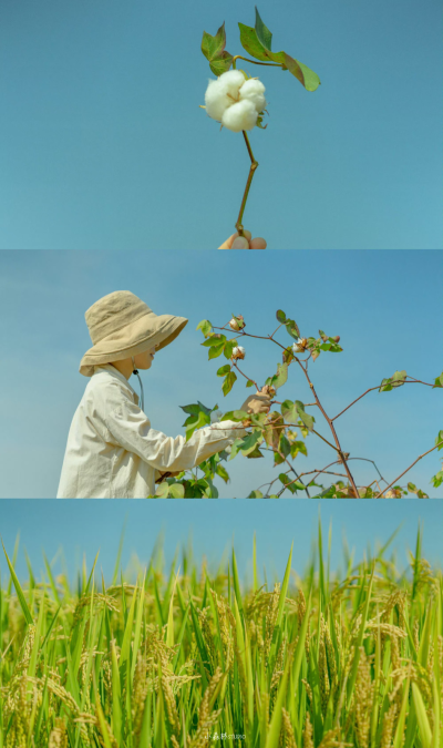 秋天，适合怀念柿子和田野。 ​​​