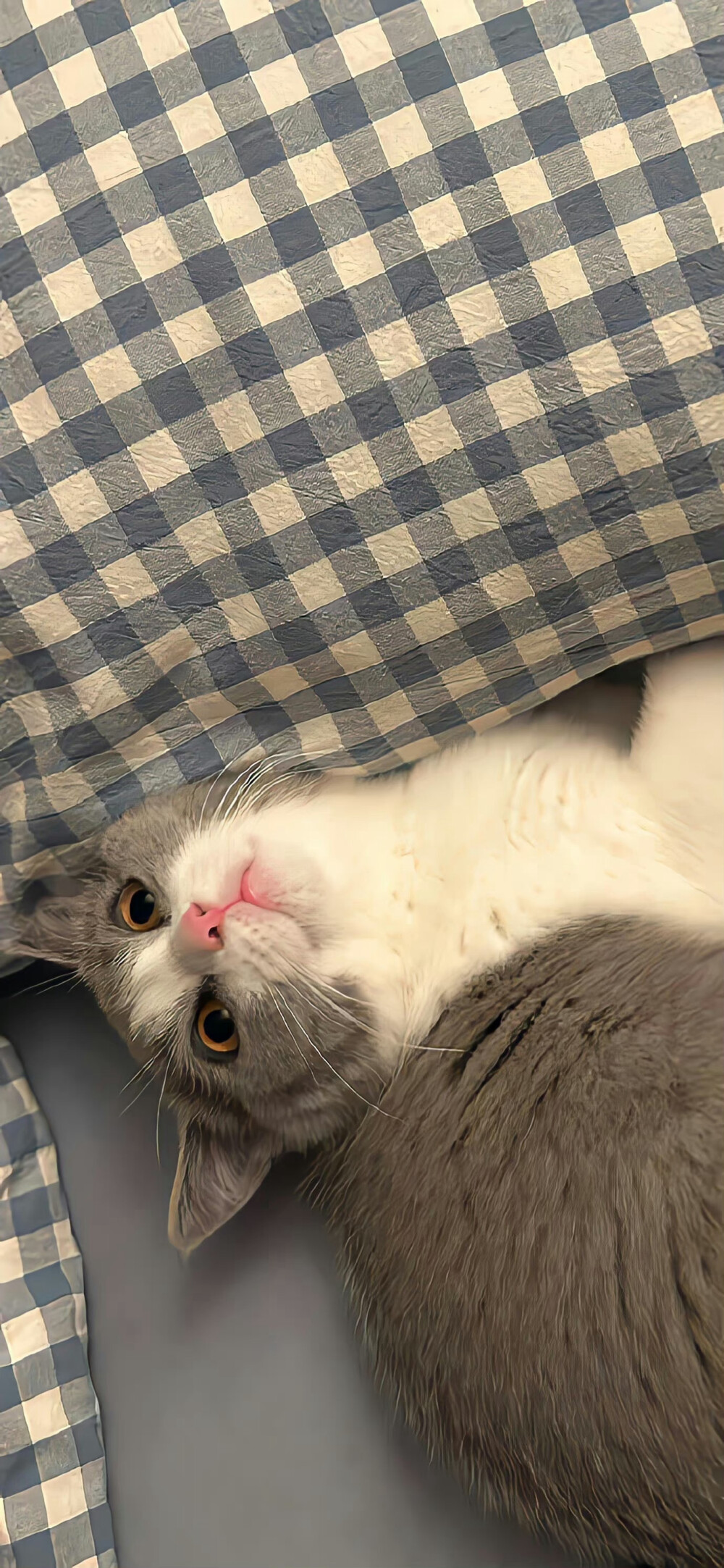 栖迟
