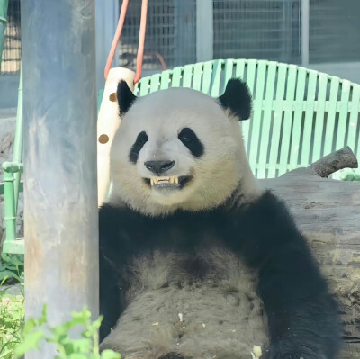 大熊猫 么么儿 萌兰 北动三太子