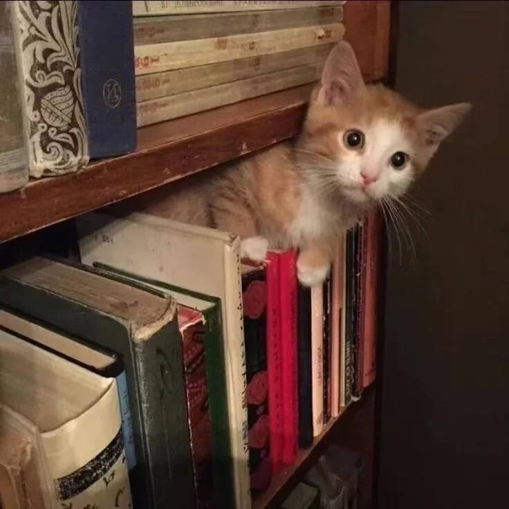 猫猫