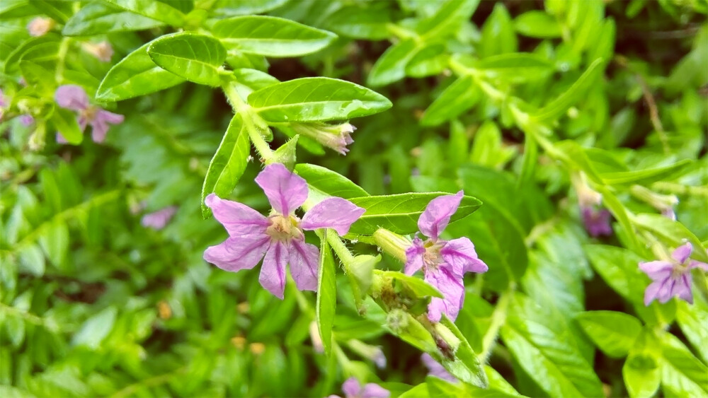 吉安随拍：花花草草之萼距花