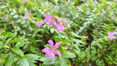 吉安随拍：花花草草之萼距花