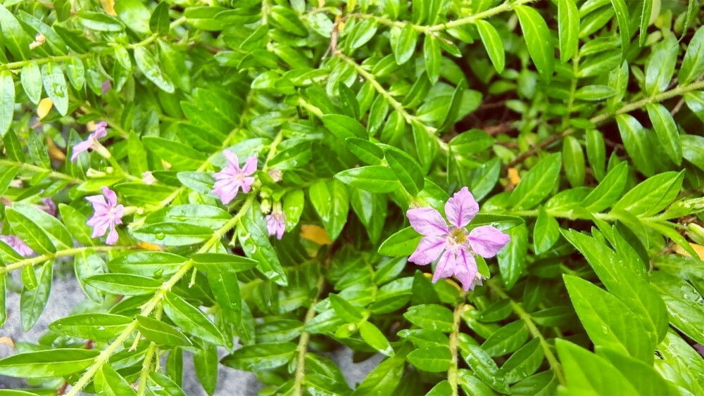 吉安随拍：花花草草之萼距花