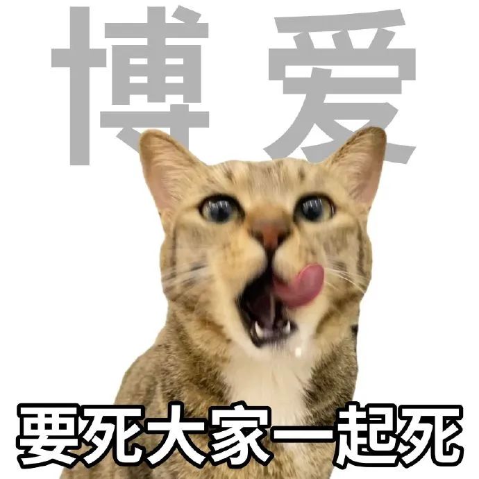 猫猫表情包