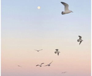 怦然心动（壁纸、背景）