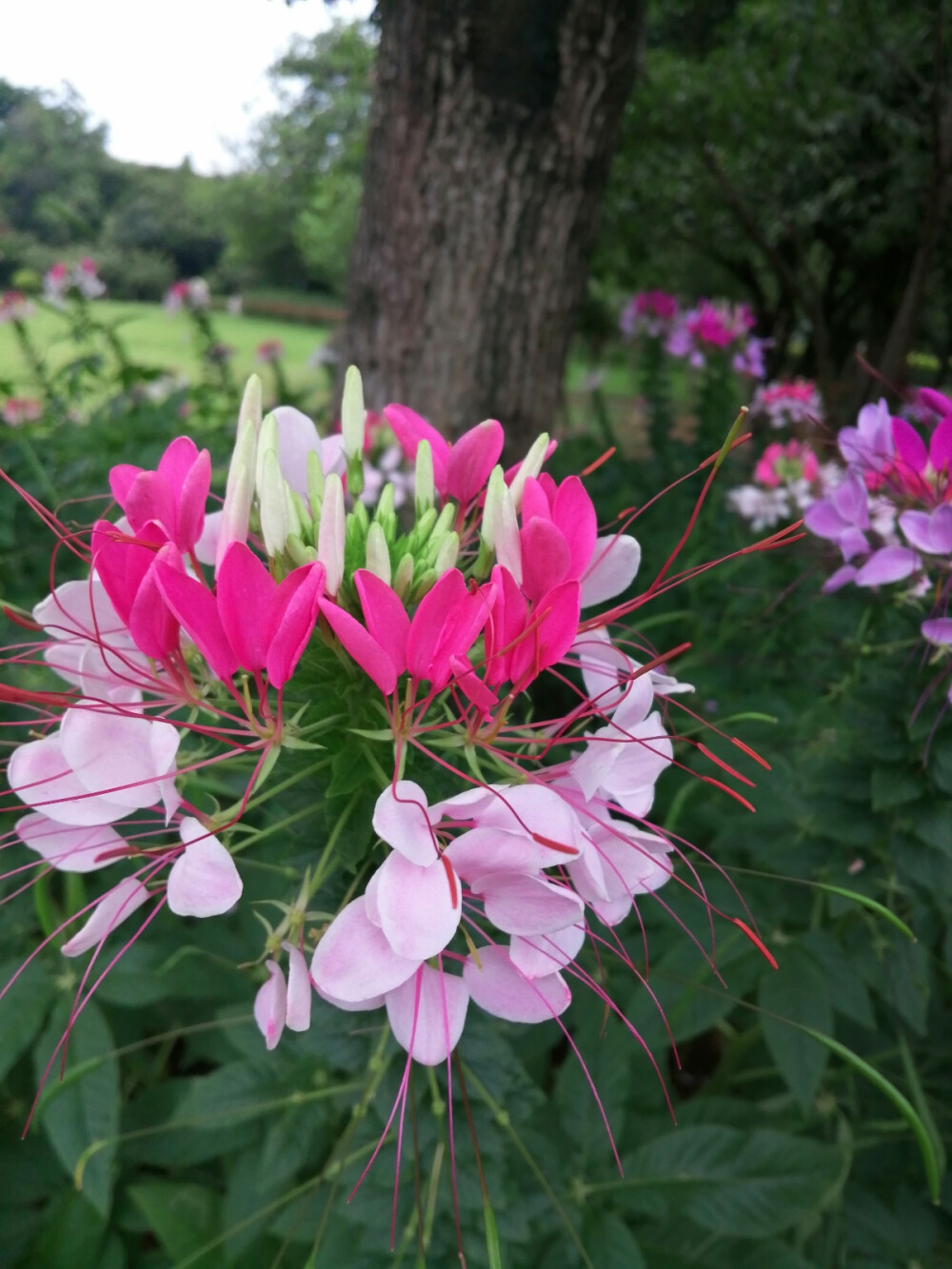 醉蝶花