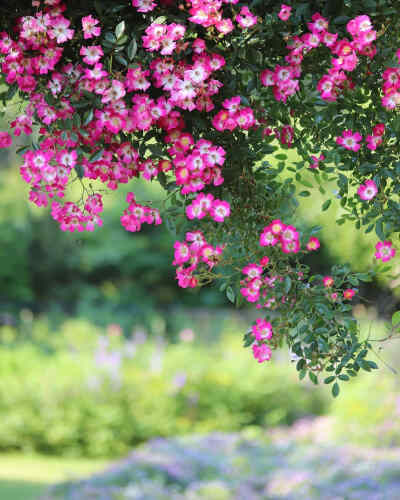 藤本月季 粉红 つるバラ クライミング・ローズ Climbing Rose ツル薔薇「安曇野」 