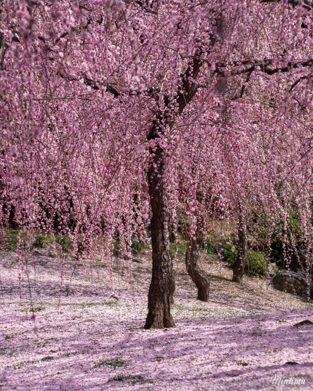 しだれ梅 垂枝梅 梅花 