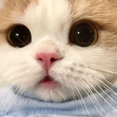 猫猫