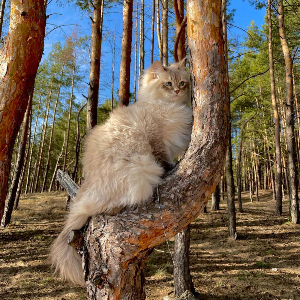 西伯利亚森林猫 ins umasiberian 