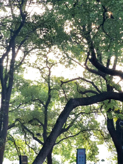 
橄榄树《白いオリーブの木，White olive tree》纯白地