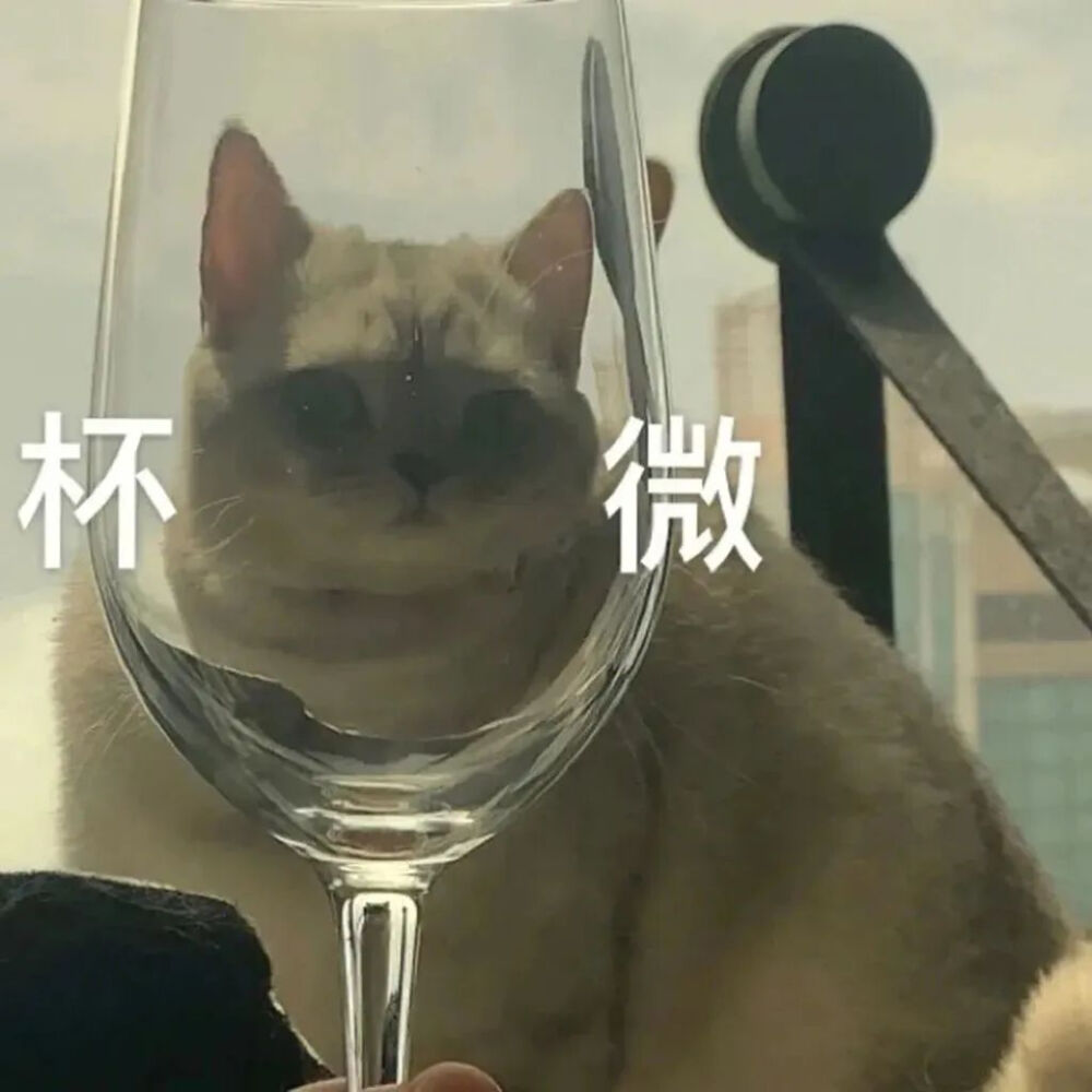 猫猫表情包