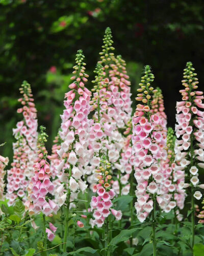 毛地黄 Digitalis (Fox glove) ジギタリス(狐の手袋)