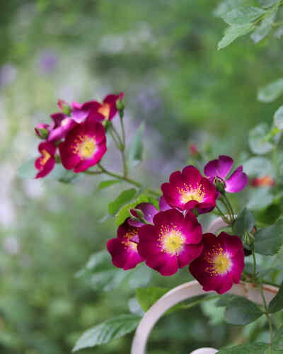 藤本月季 紫红 つるバラ クライミング・ローズ Climbing Rose ツル薔薇 「パルフェ タムールParfait Amour」「完全なる愛」の意味