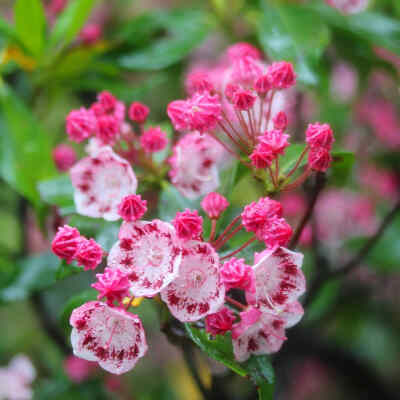 山月桂 カルミヤ Kalmia latifolia ヤンキードードール Yankee Doodle アメリカ原産 