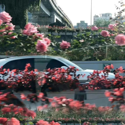 鲜花背景图