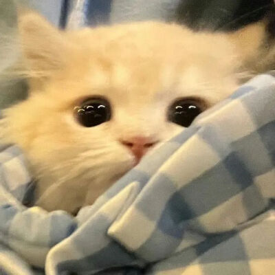 猫猫