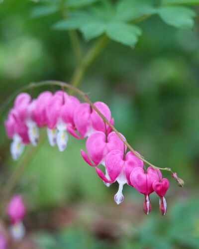 荷包牡丹 鯛釣草 タイツリソウ（ケマンソウ） Bleeding heart flower 