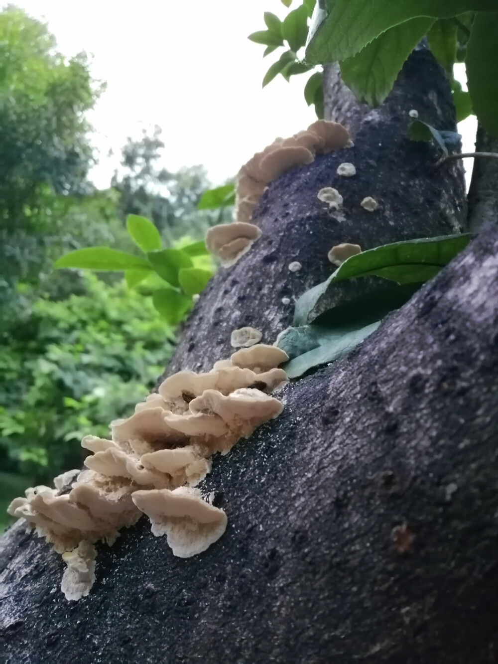 暗中自有清香在，不是幽人不得知。