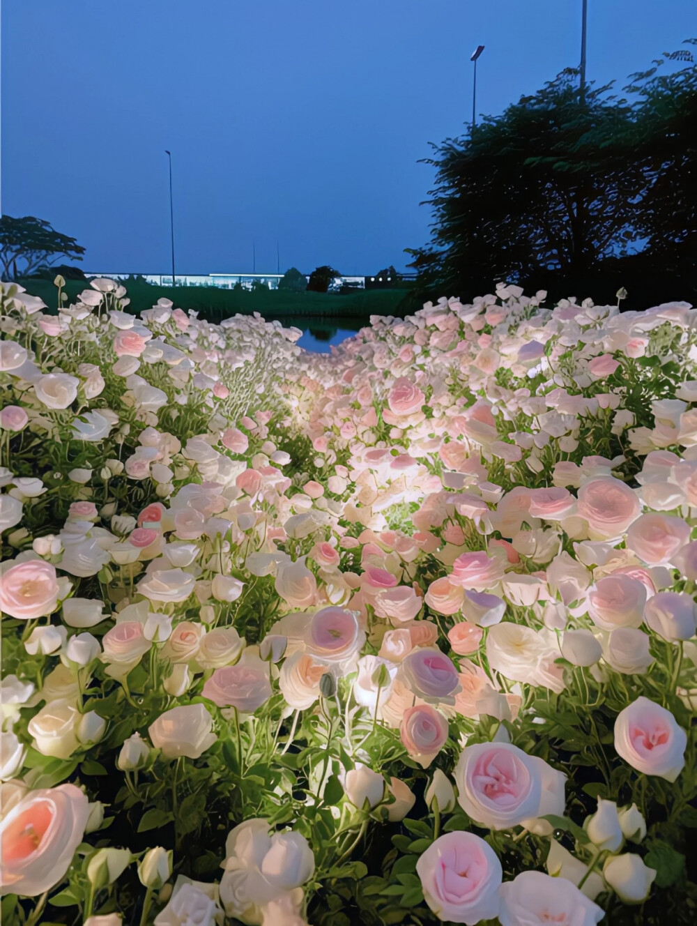 壁纸背景 花