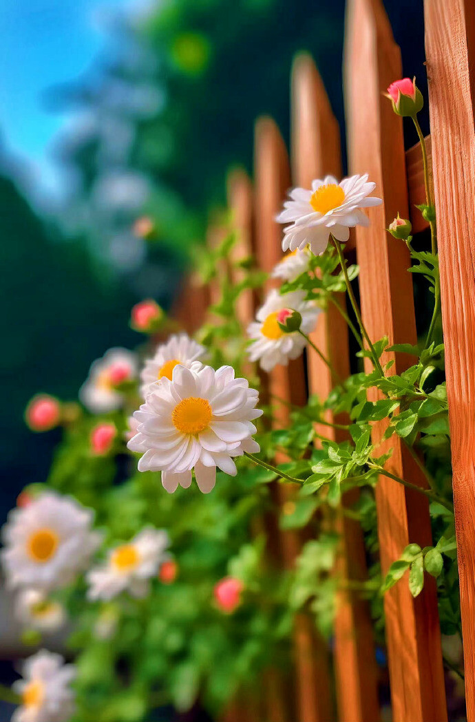 花开无声，静雅如禅，素颜凝目落花魂，梦依旧，寒声碎，陌上花开寻难归，可懂落花碎？