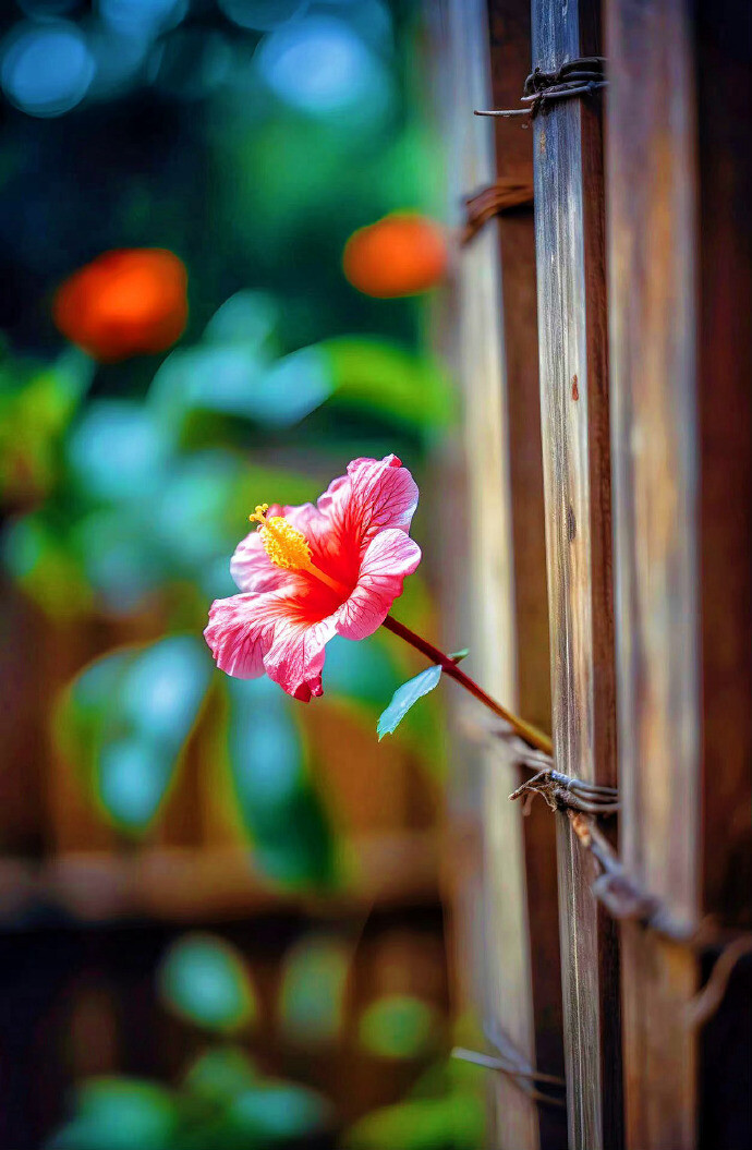 花开无声，静雅如禅，素颜凝目落花魂，梦依旧，寒声碎，陌上花开寻难归，可懂落花碎？