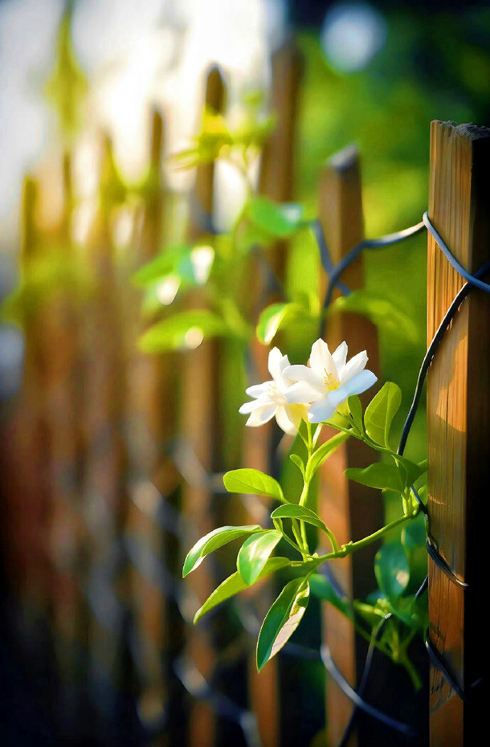 花开无声，静雅如禅，素颜凝目落花魂，梦依旧，寒声碎，陌上花开寻难归，可懂落花碎？