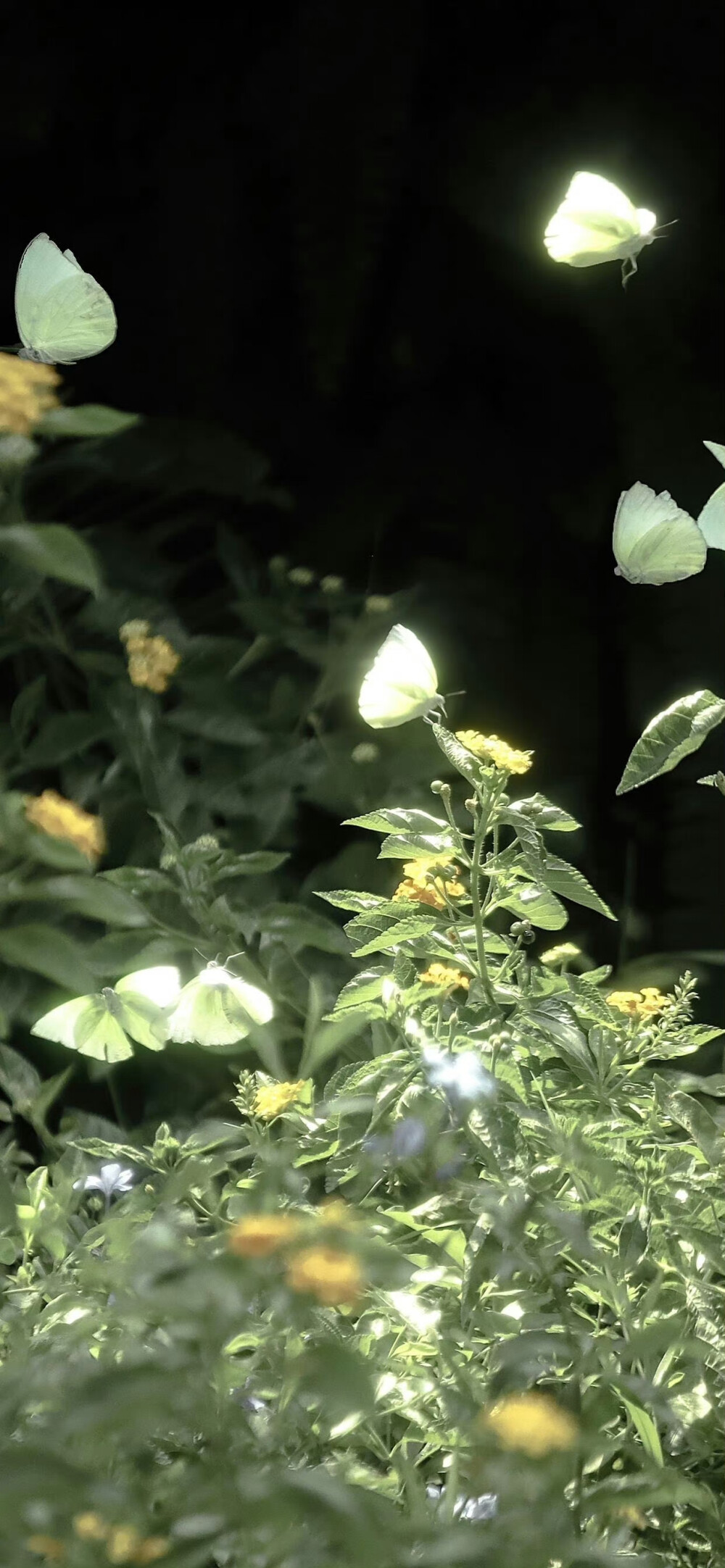 高清风景手机壁纸