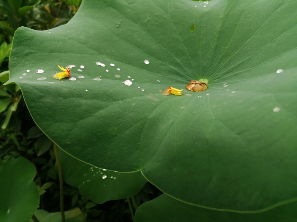 秋荷一滴露，清夜坠玄天。