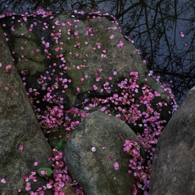 “花出，花开，花盛，花枯，花落，有始就有终”。
背景图