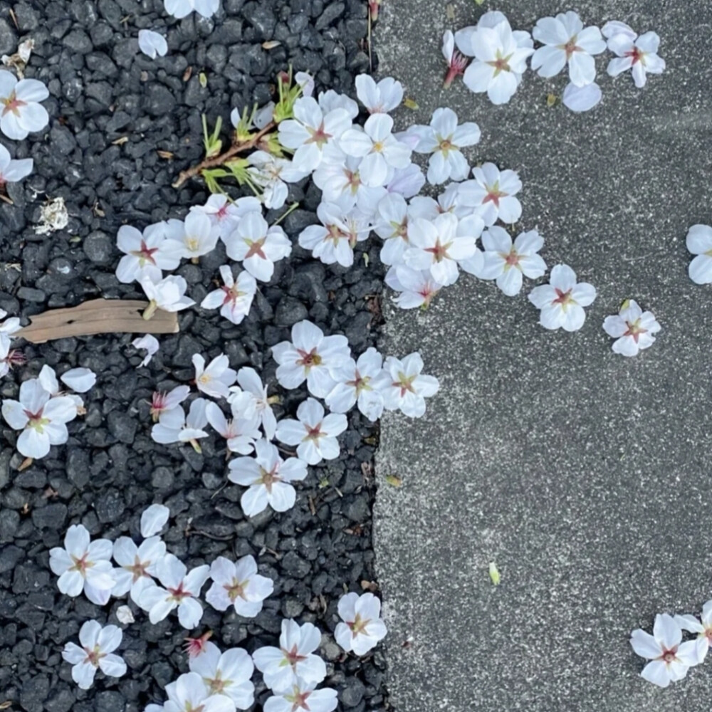 “花出，花开，花盛，花枯，花落，有始就有终”。
背景图