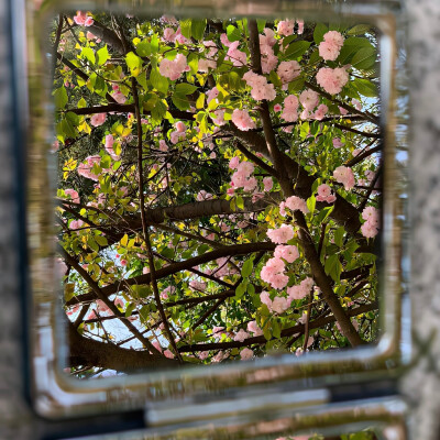 背景图 | 陌上花开，可缓缓归矣.
